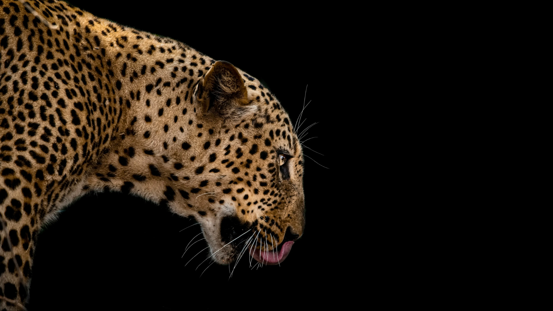 Predator in sharp focus